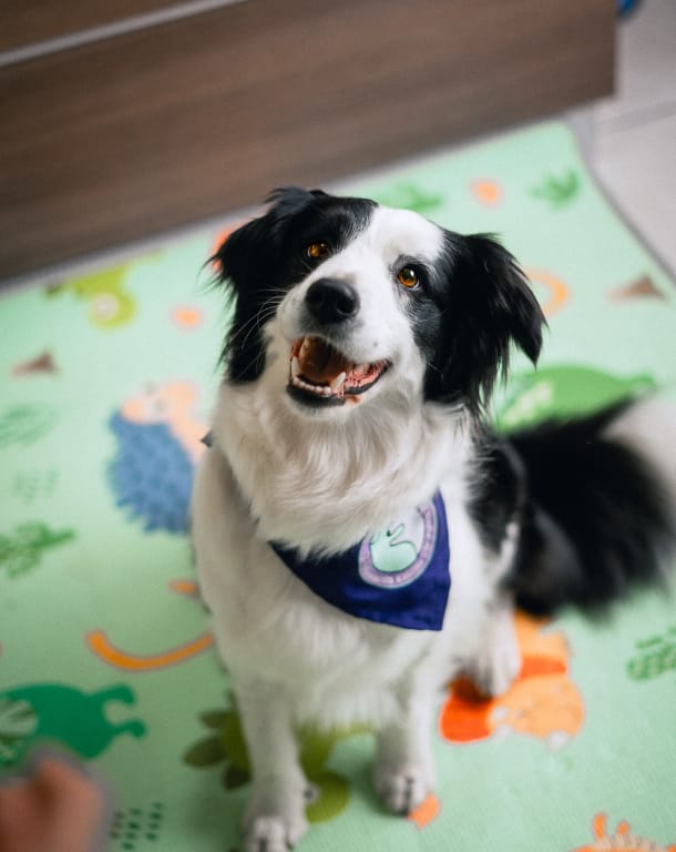 Perro de intervención de Inka Trewa