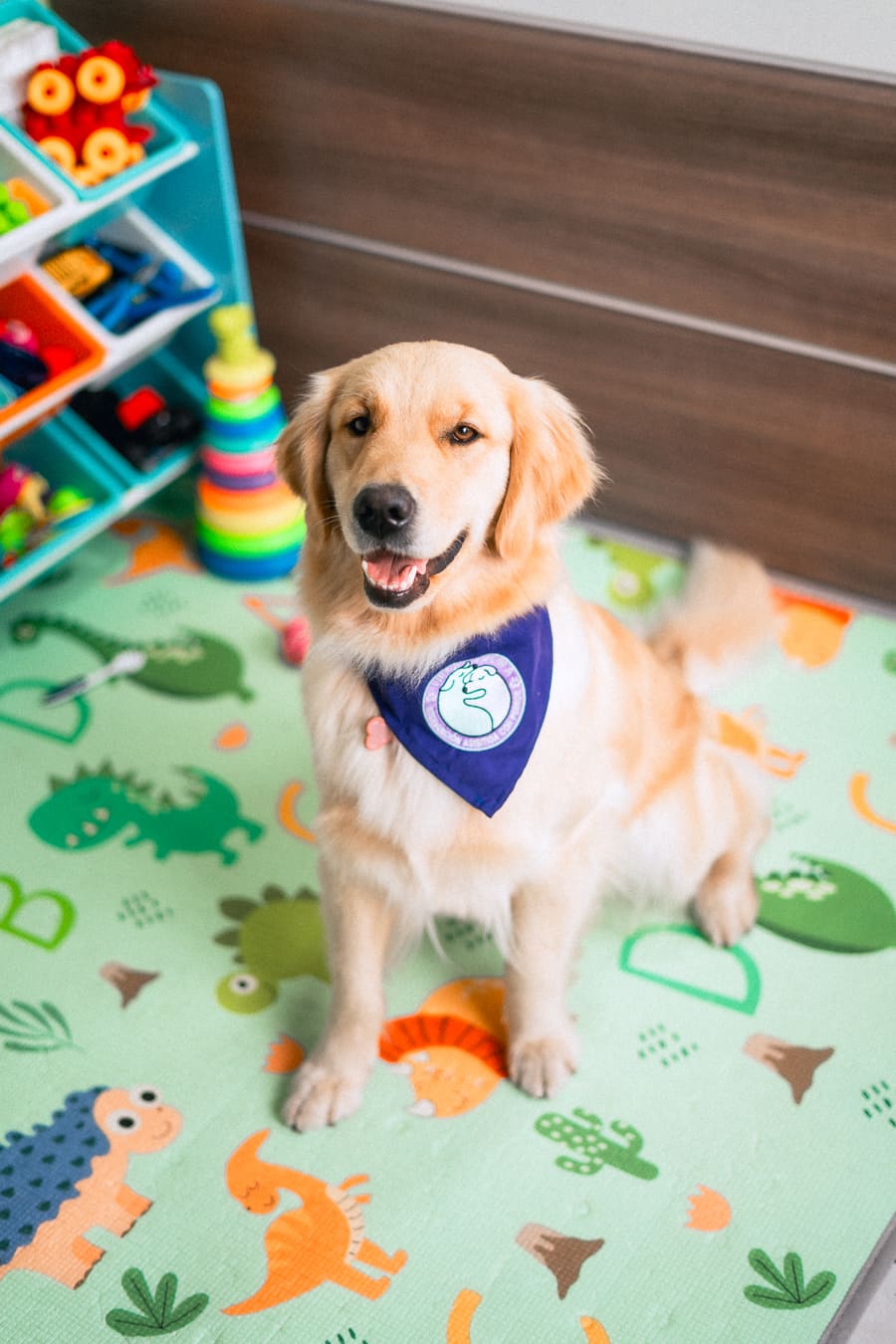 Joy, perro de intervención