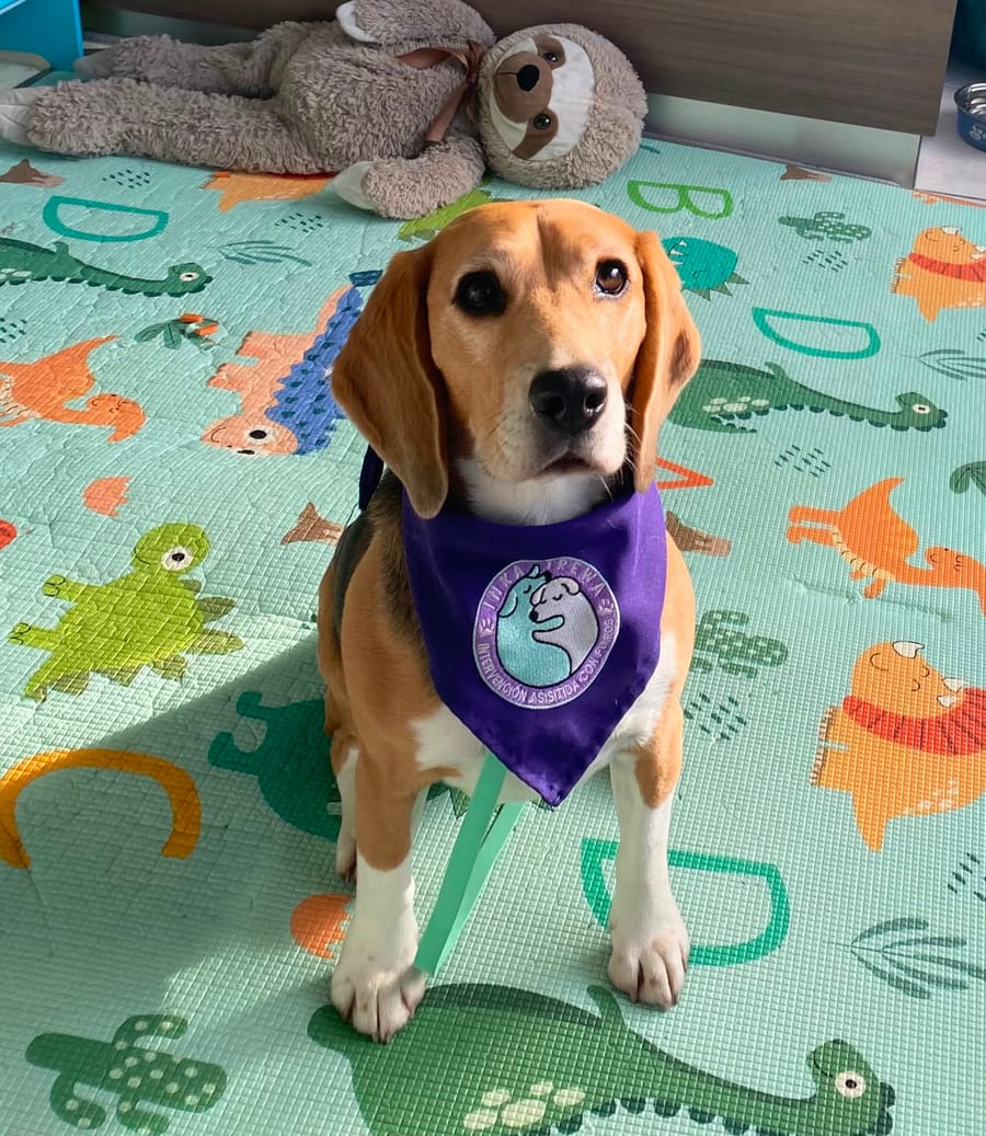 Máximo, perro de intervención