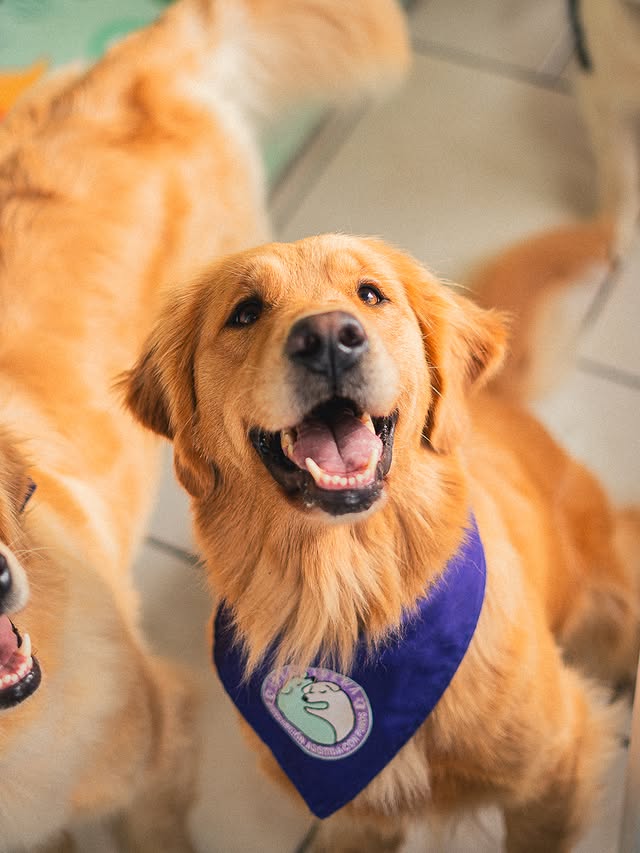 Perro de intervención de Inka Trewa